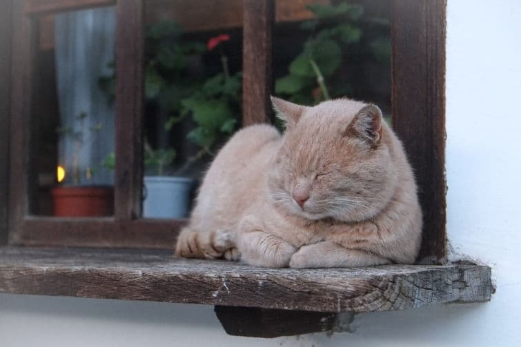 a cat is sleeping on a window sill