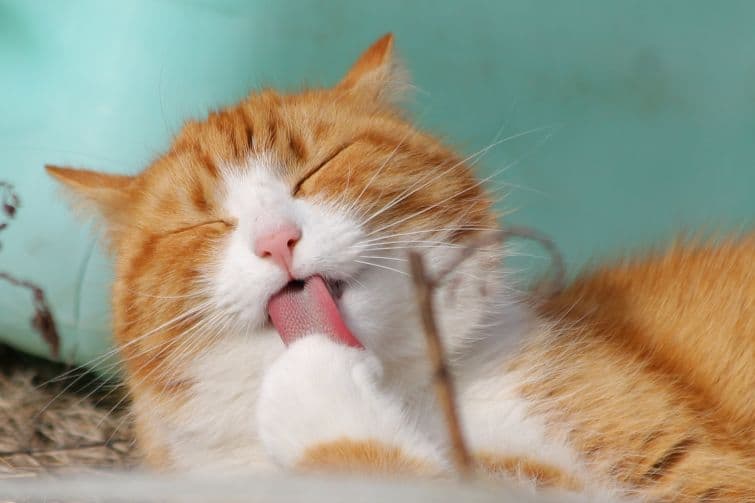 a close up of a cat with its tongue out