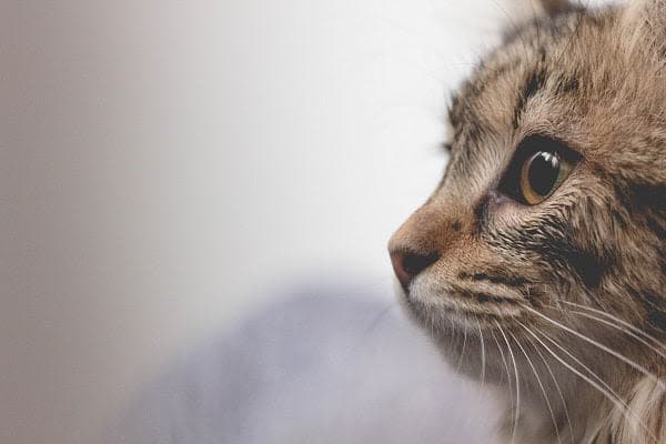 a close up of a cat with a blurry background