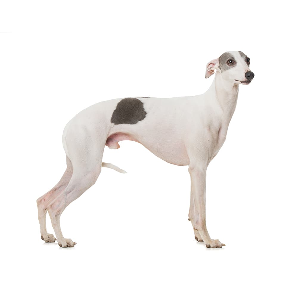 Whippet