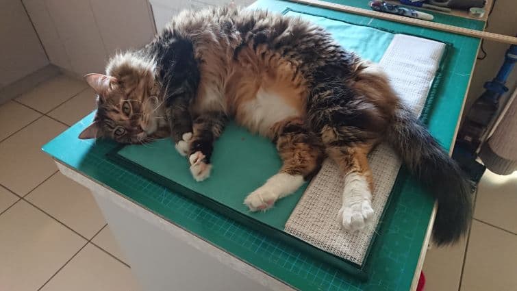 a cat laying on top of a green mat