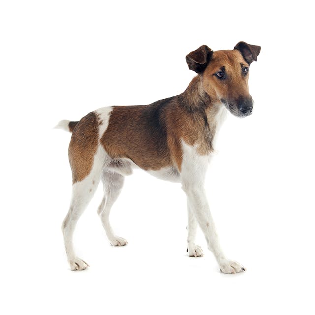 Smooth Fox Terrier