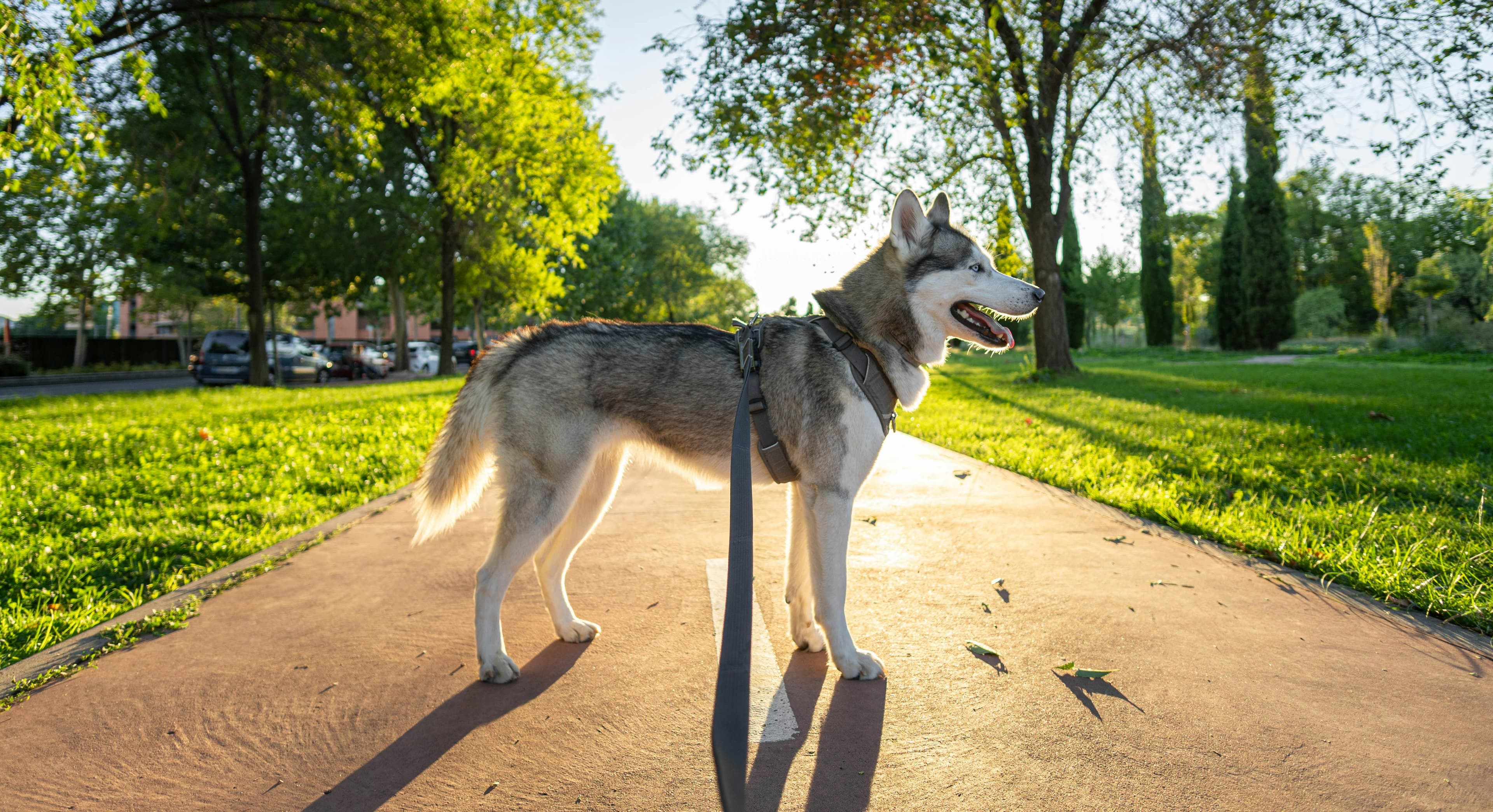 How To Measure A Dog For A Harness