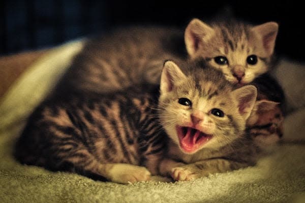 a couple of kittens laying on top of a blanket