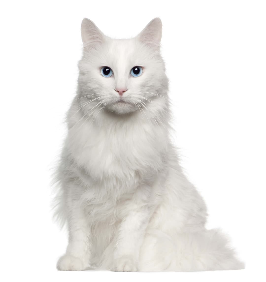 Turkish Angora