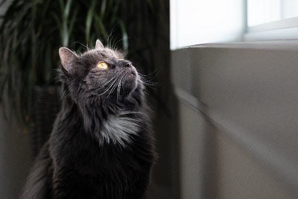 a black cat sitting on the floor looking up