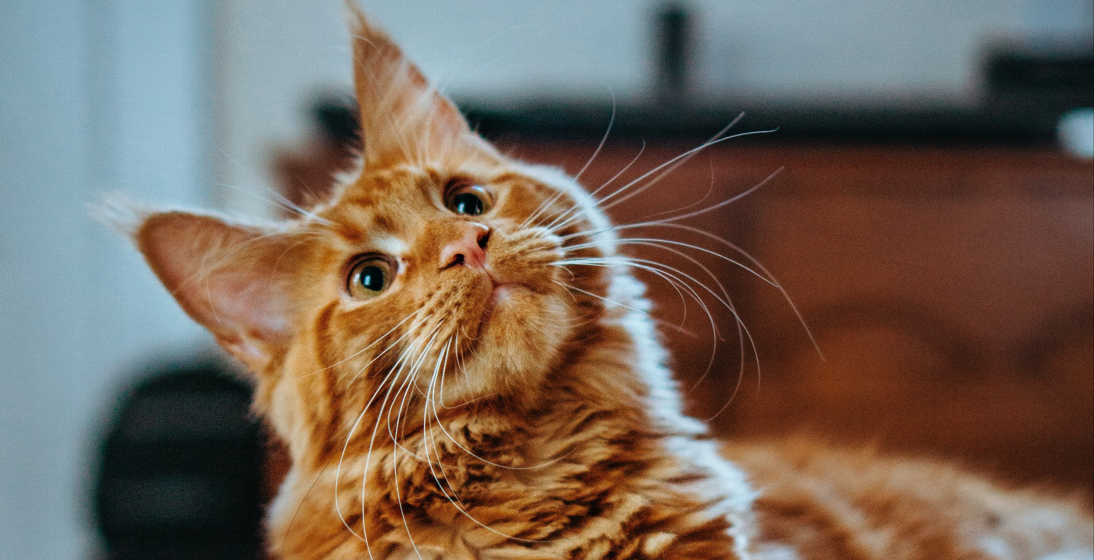 Can Cats Get Hiccups?