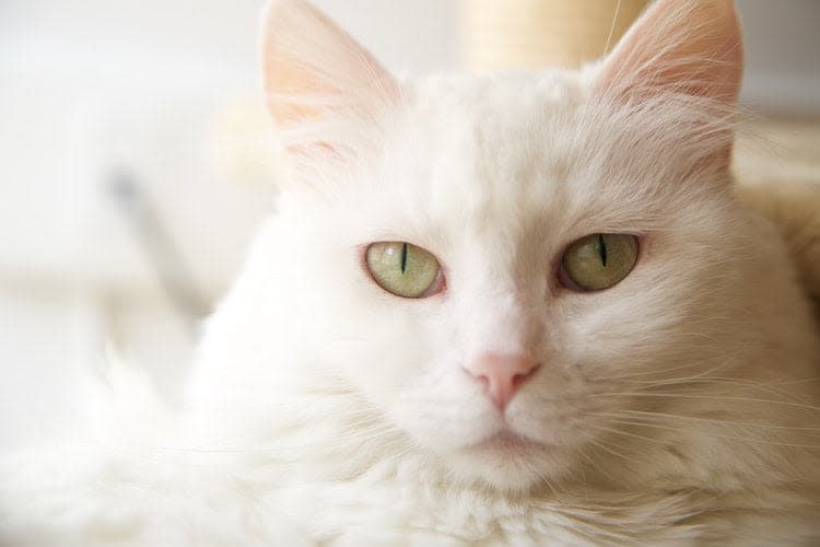 a close up of a white cat with green eyes