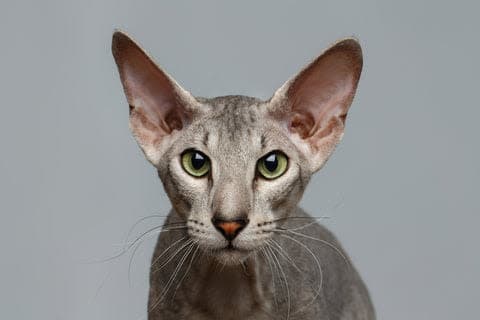 a close up of a cat with green eyes