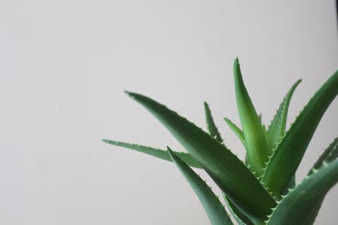 a close up of a plant in a pot on a table