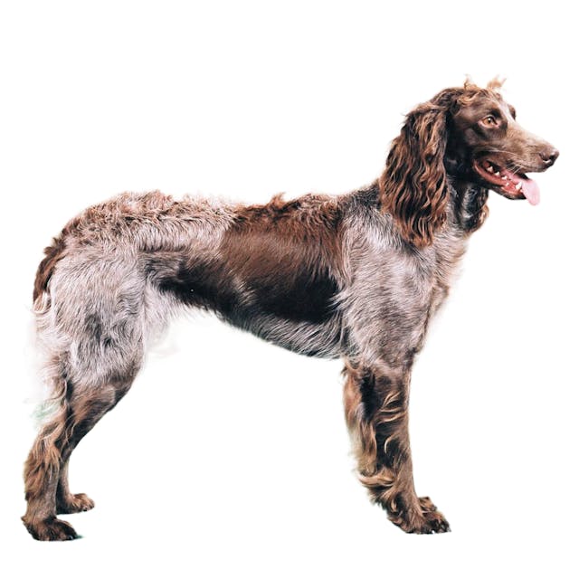 Pont-Audemer Spaniel