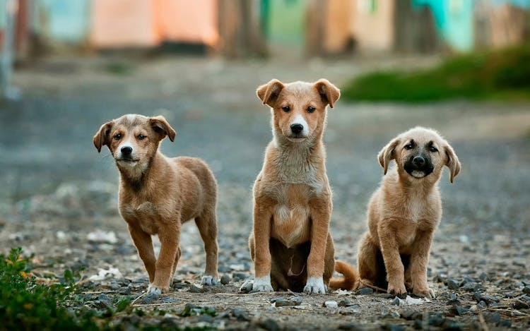 When Do Dogs Stop Growing?