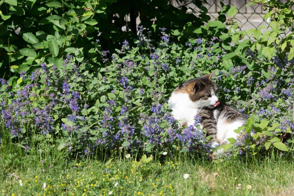 Can cats eat catnip?