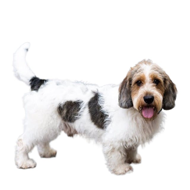 Petit Basset Griffon Vendéen