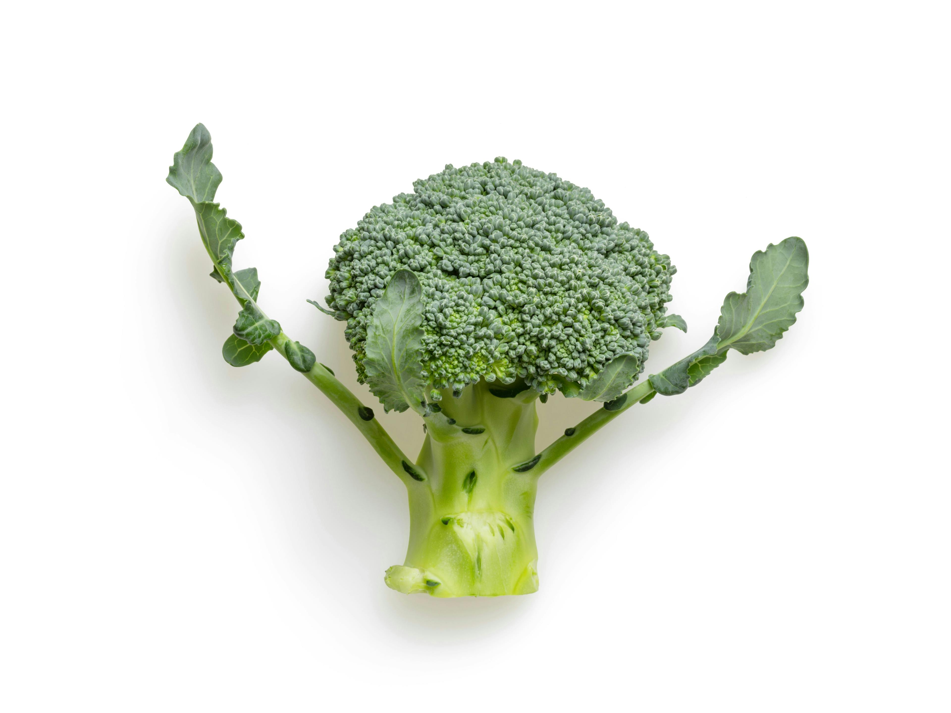 Can Dogs Eat Broccoli?