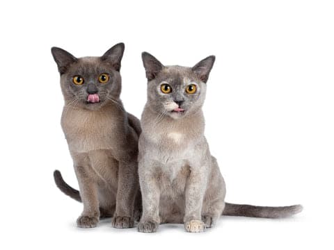 two cats sitting next to each other on a white surface