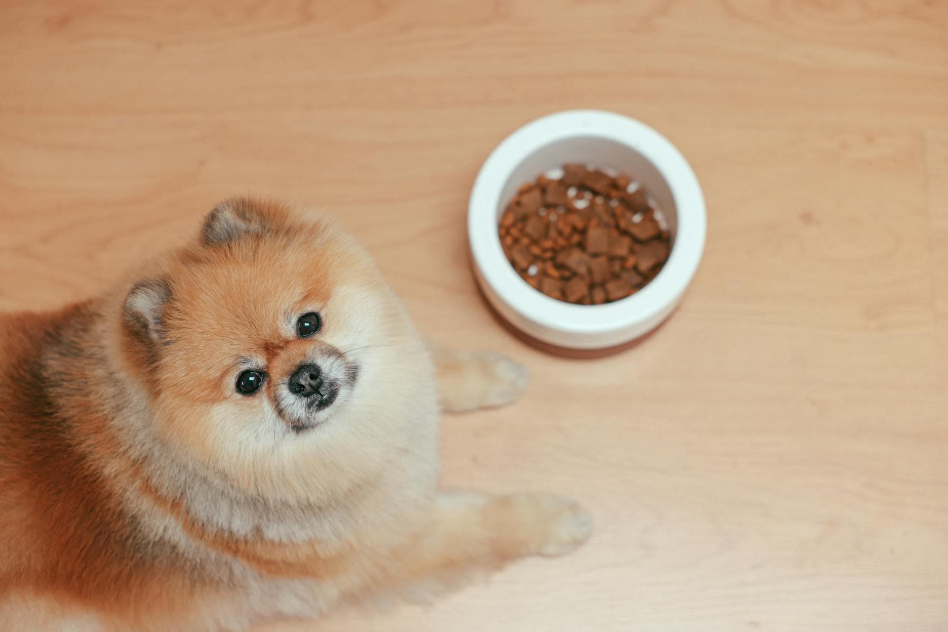 Best Dog Food for Sensitive Stomach