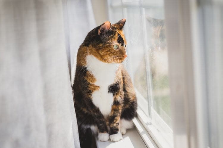 a cat sitting on a window sill looking out