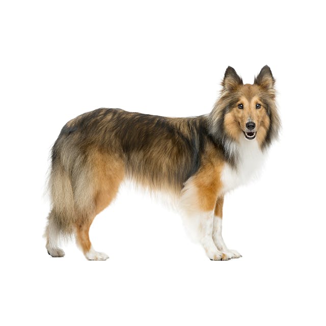 Shetland Sheepdog