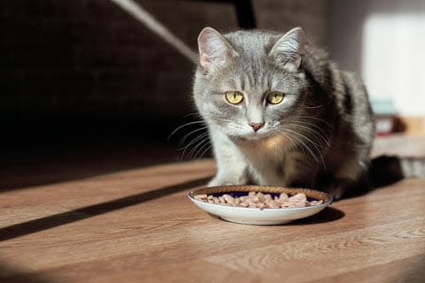 a cat is eating from a bowl on the floor