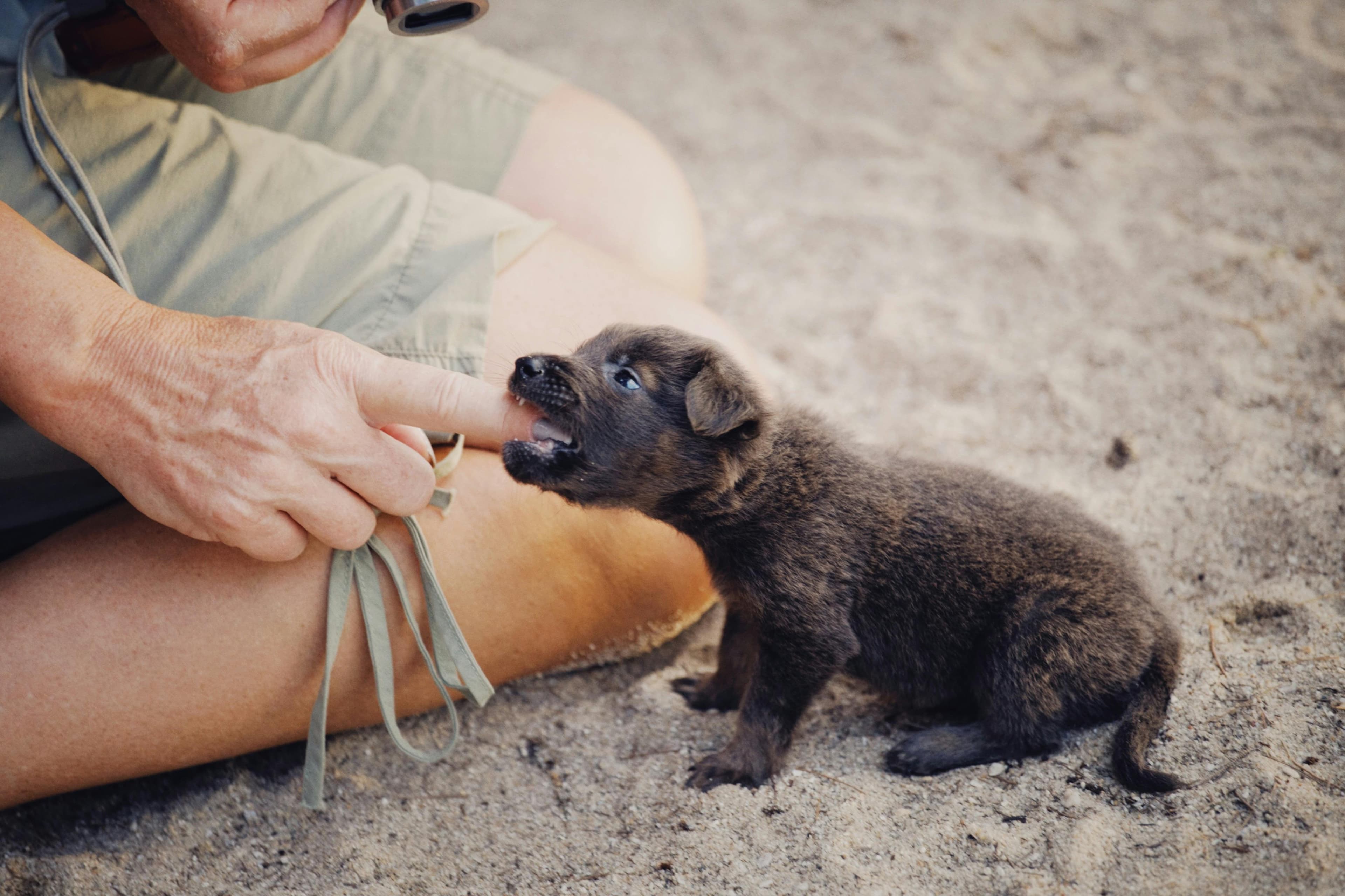 How to Get a Puppy to Stop Biting?