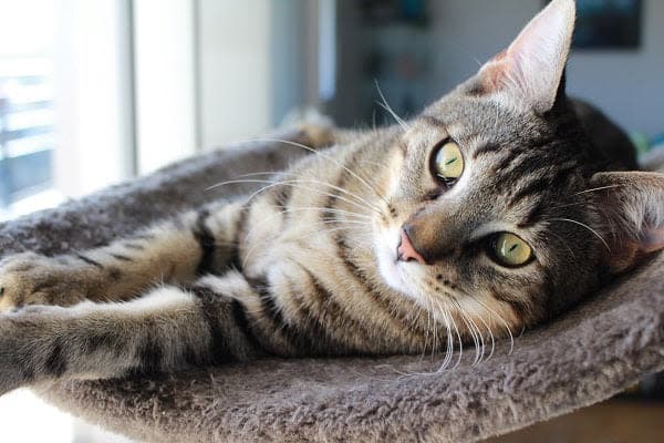 a cat laying on top of a cat tree