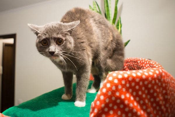 a gray cat standing on top of a green table