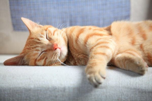 a cat sleeping on a couch with its eyes closed