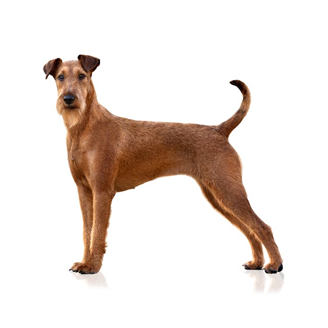 Irish Terrier