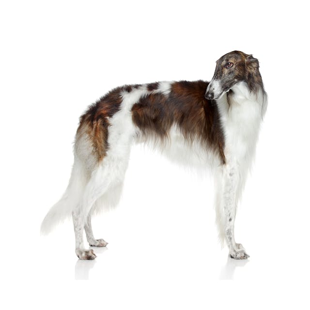 Borzoi