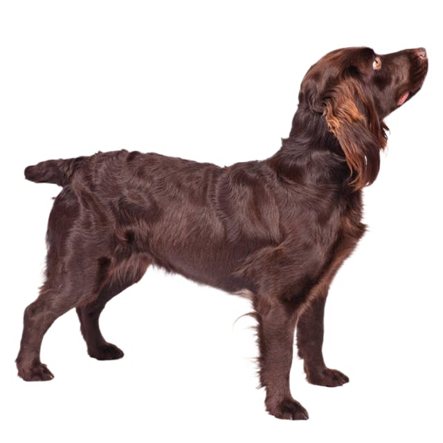 Boykin Spaniel