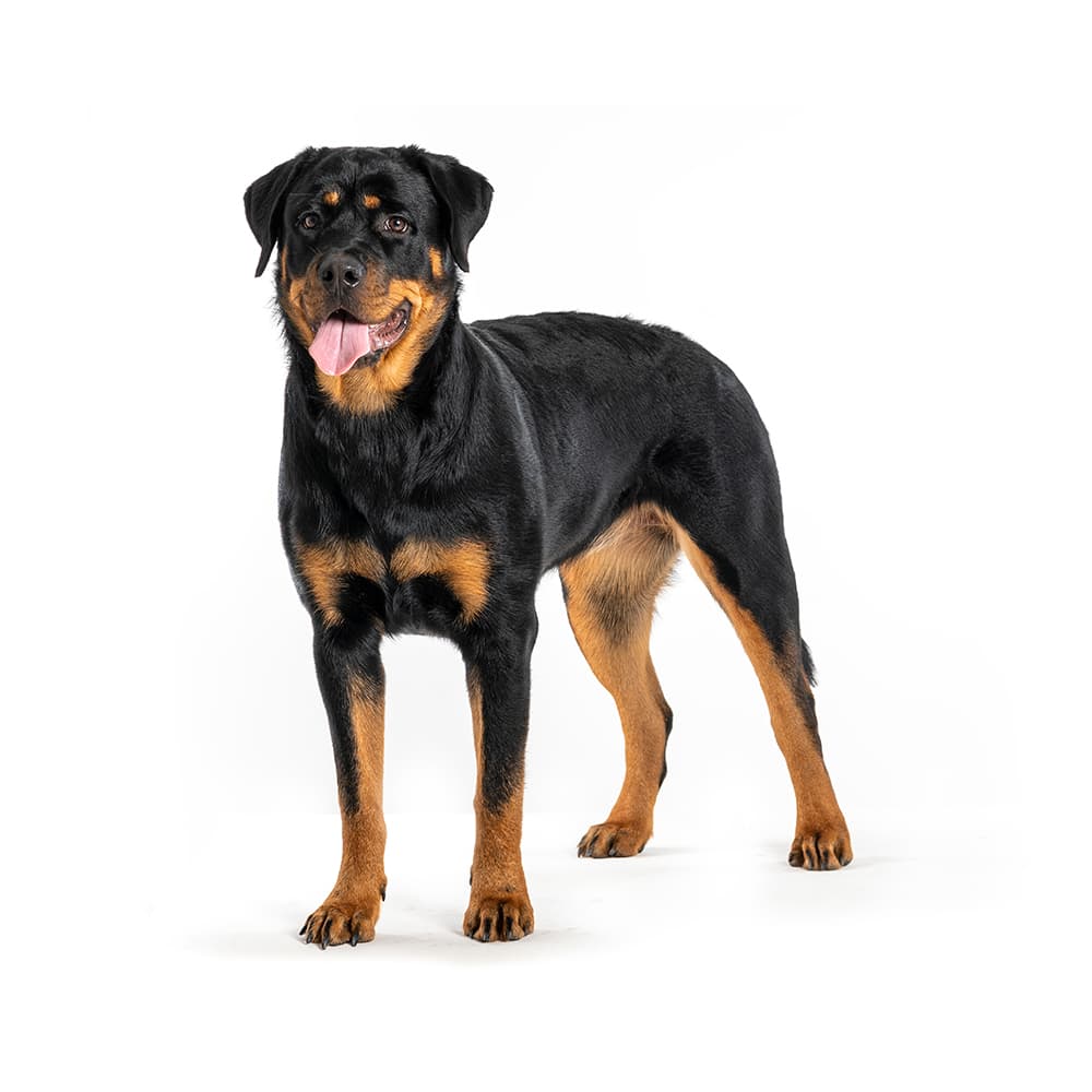 Rottweiler