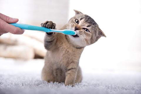 a cat is holding a toothbrush in its mouth