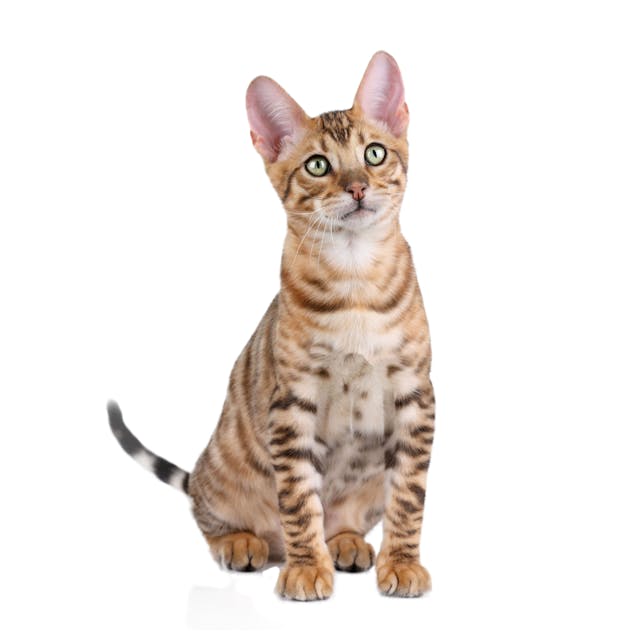 Toyger