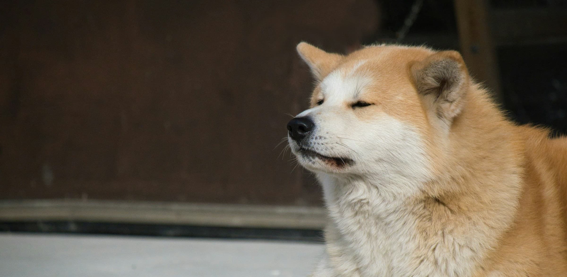 American Akita vs Japanese Akita