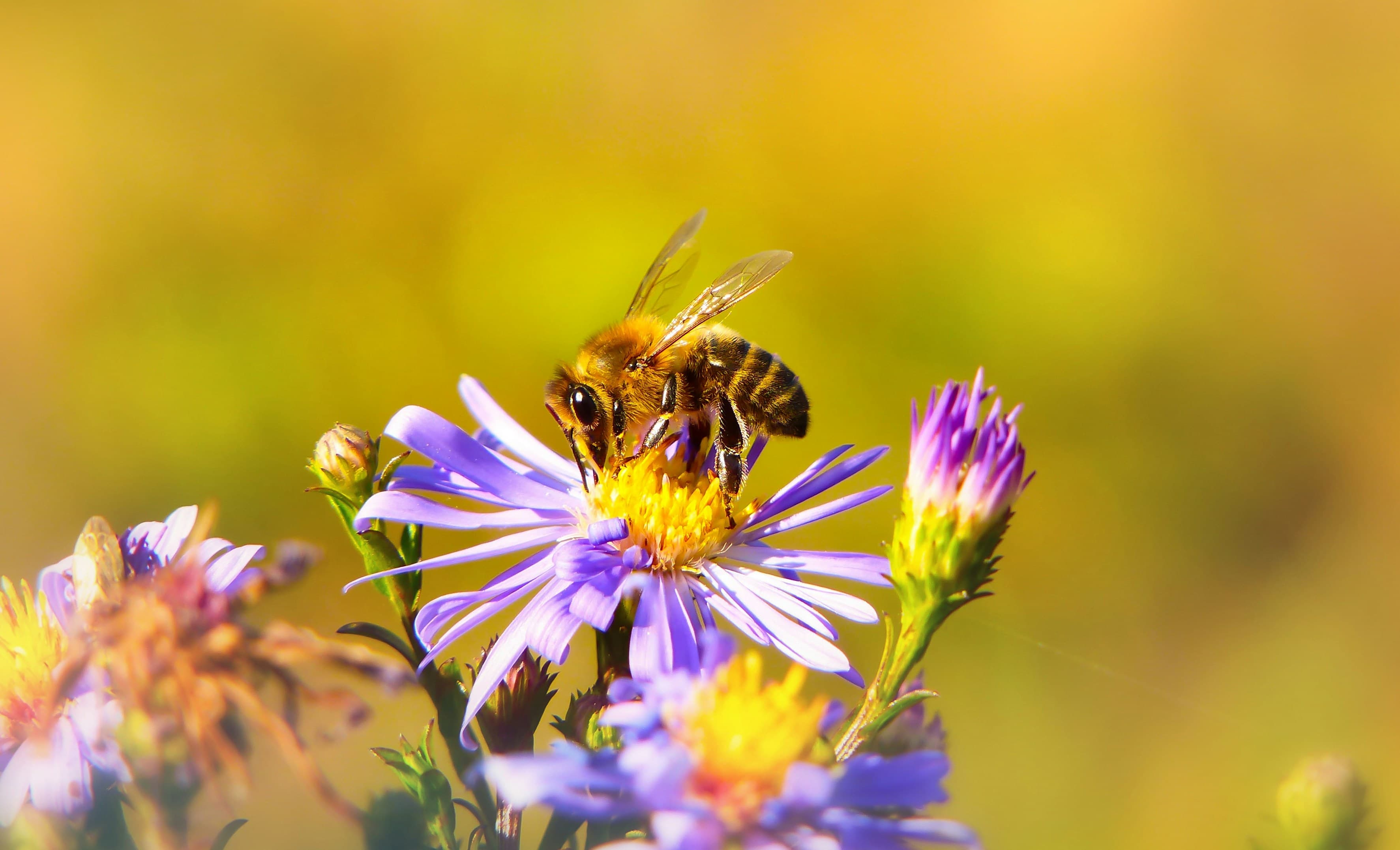 What To Do If a Dog Eats a Bee?