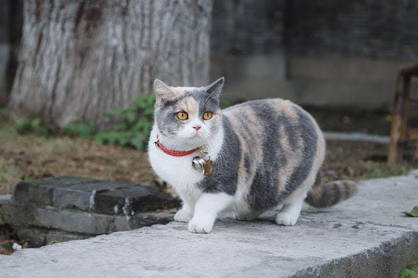 a gray and white cat standing on top of a cement slab