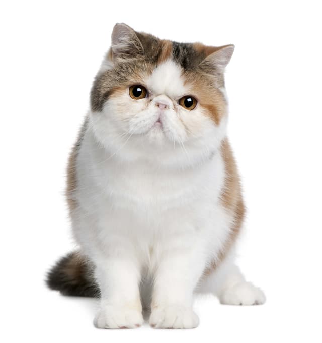 Exotic Shorthair