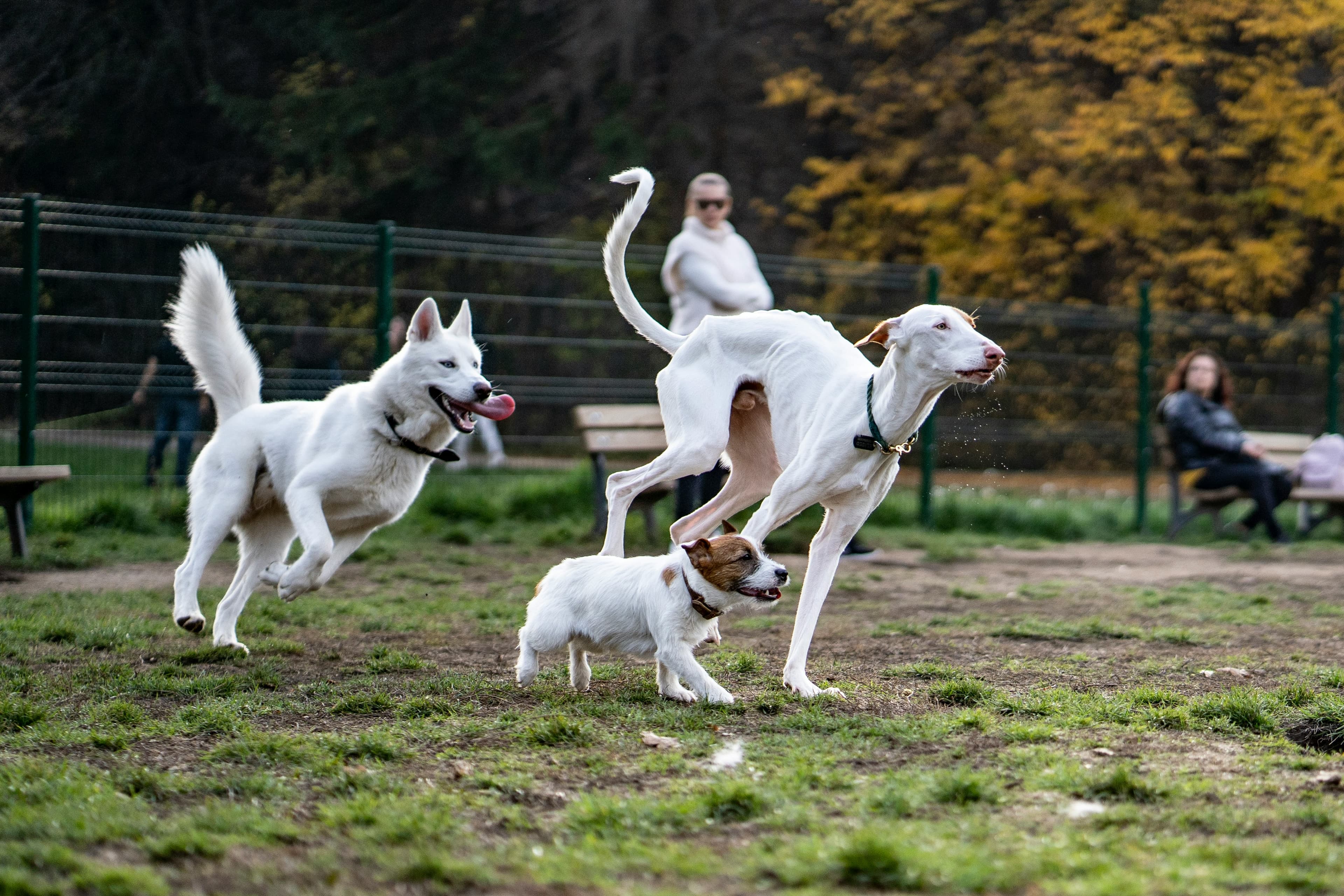 Why Do Dogs Hump?