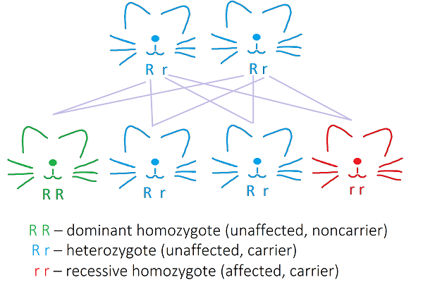 a diagram of a cat's life cycle