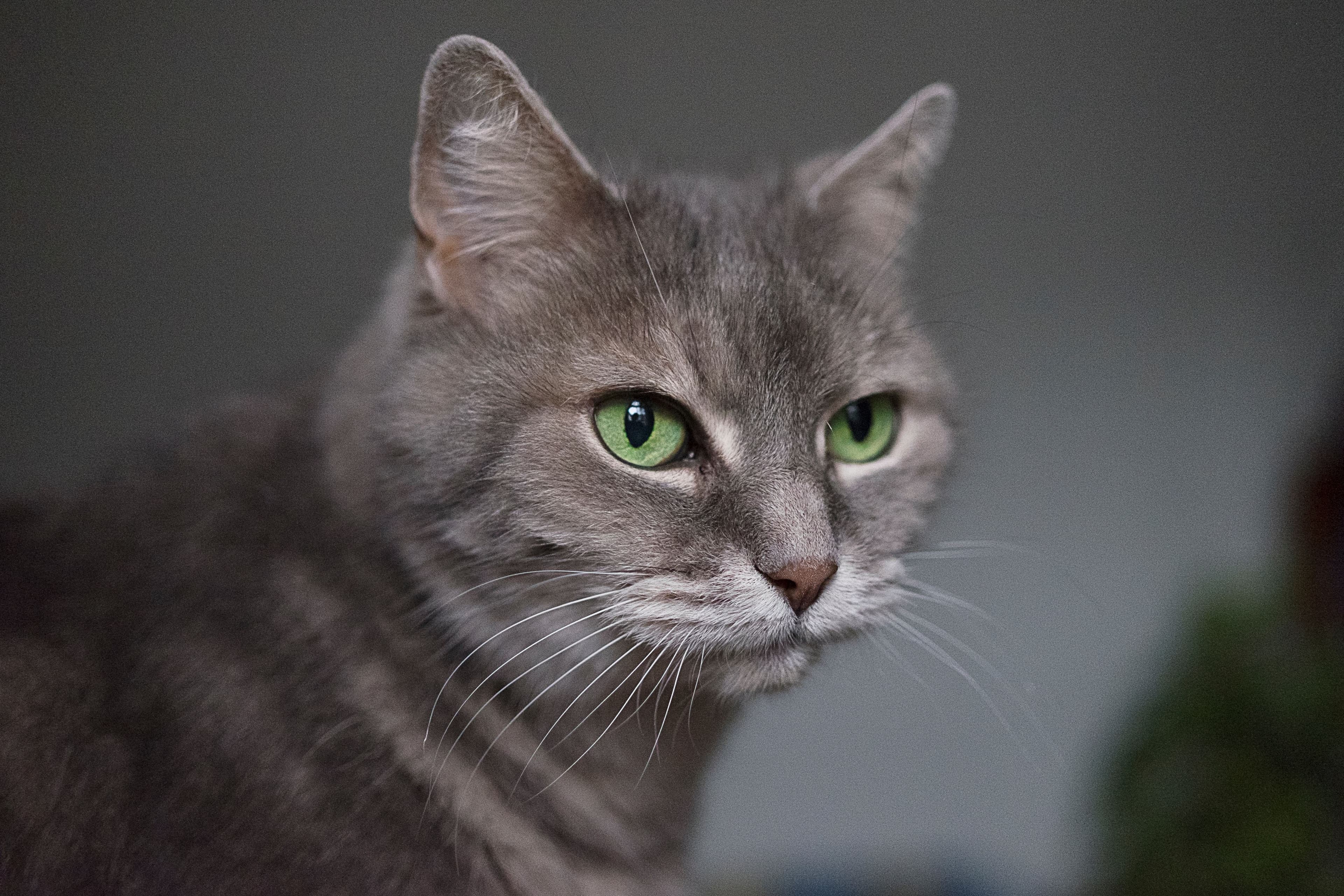 Chronic Kidney Disease In Cats