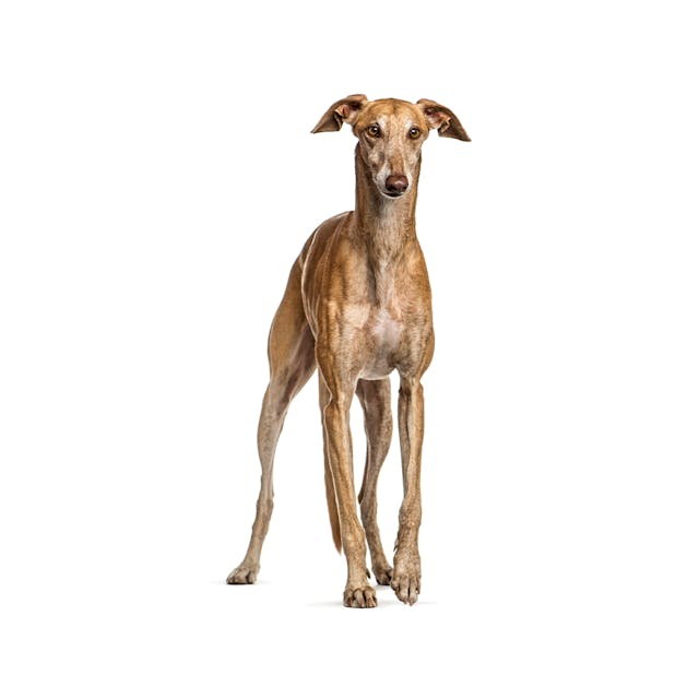 Spanish Greyhound