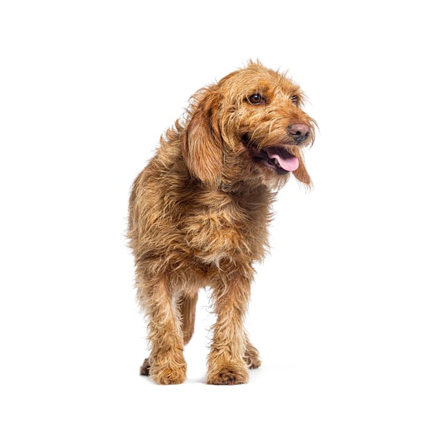 Basset Fauve De Bretagne