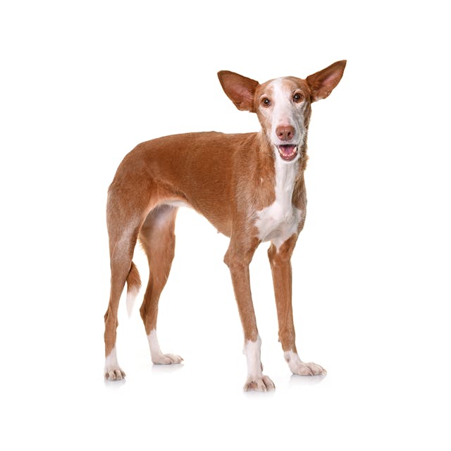 Ibizan Hound