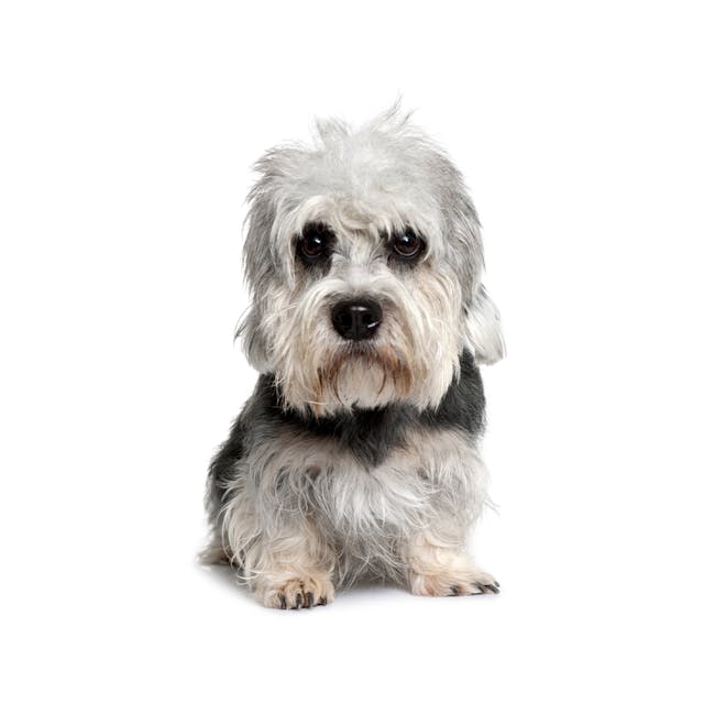 Dandie Dinmont Terrier