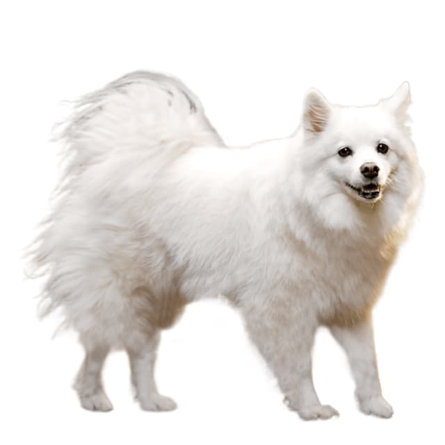 American Eskimo Dog