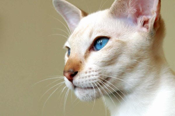 a close up of a cat with blue eyes