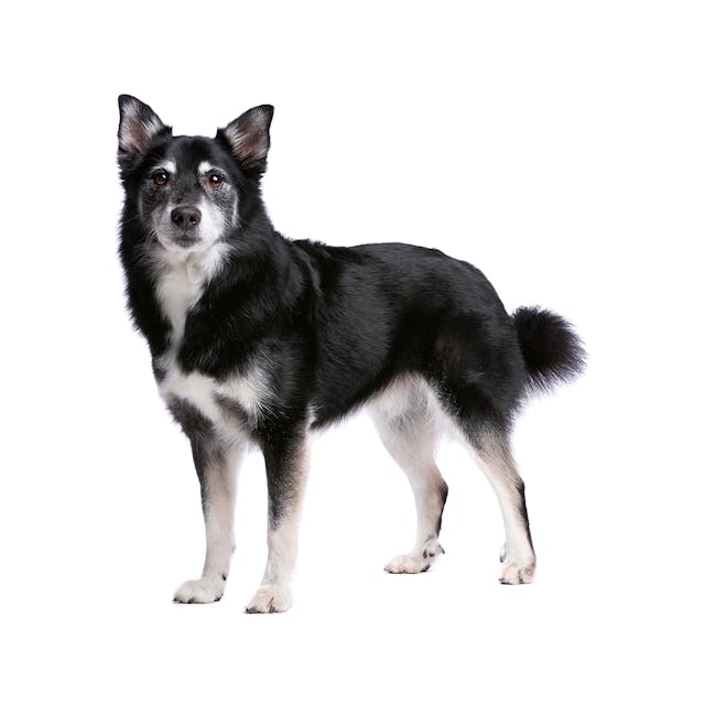 Icelandic Sheepdog