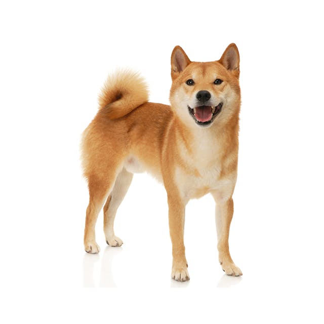 Shiba Inu