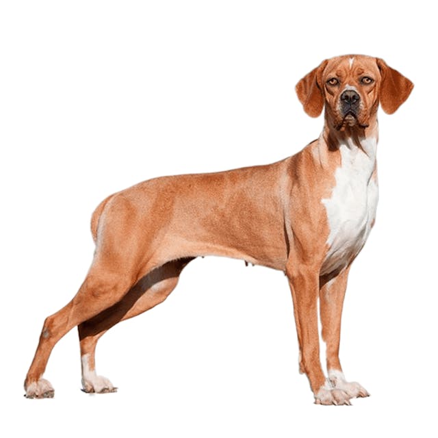 Portuguese Pointer